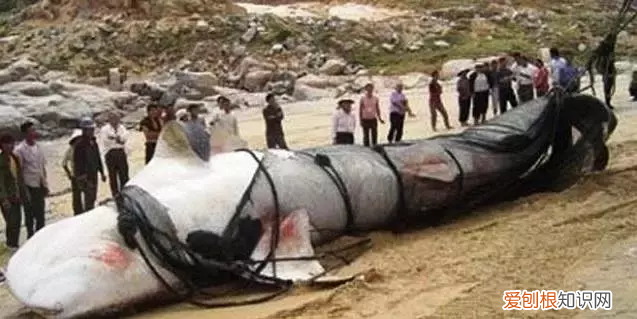 新疆喀纳斯湖水怪(喀纳斯湖水怪终于被证实）