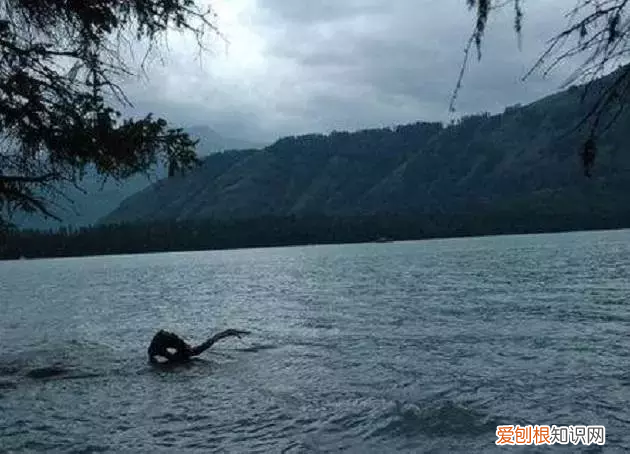 新疆喀纳斯湖水怪(喀纳斯湖水怪终于被证实）