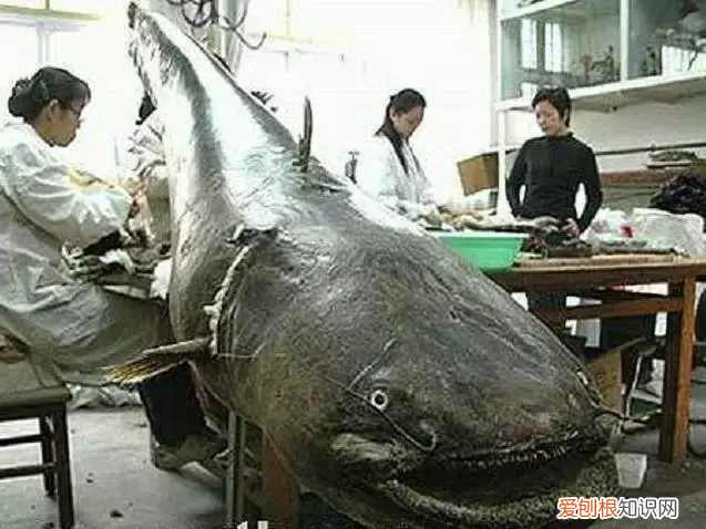 新疆喀纳斯湖水怪(喀纳斯湖水怪终于被证实）