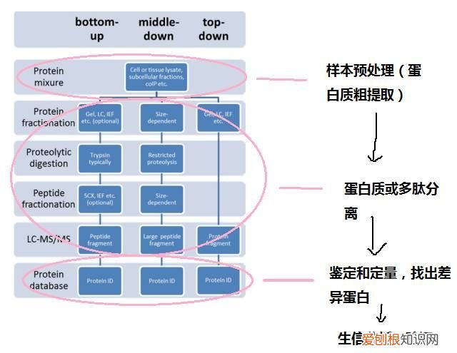 蛋白质组学研究，这篇够经典！ 蛋白组学分析