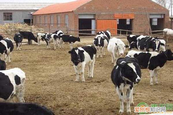 考虑在家养殖这三个项目 家庭养殖