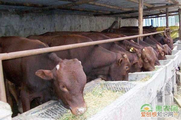 考虑在家养殖这三个项目 家庭养殖