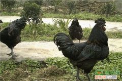 考虑在家养殖这三个项目 家庭养殖