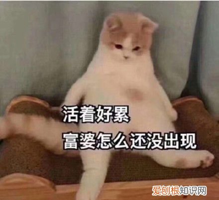 热门搞笑表情包50张 qq搞笑表情图片