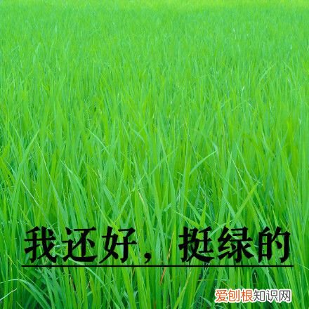 热门搞笑表情包50张 qq搞笑表情图片