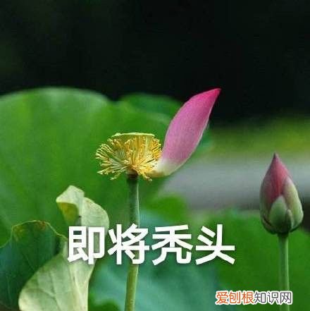 热门搞笑表情包50张 qq搞笑表情图片