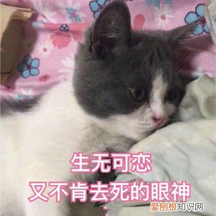 热门搞笑表情包50张 qq搞笑表情图片