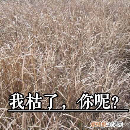 热门搞笑表情包50张 qq搞笑表情图片