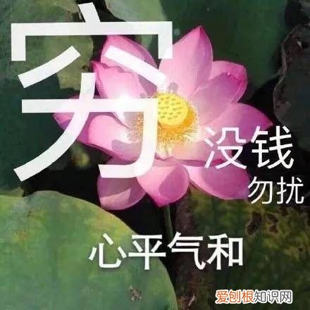 热门搞笑表情包50张 qq搞笑表情图片