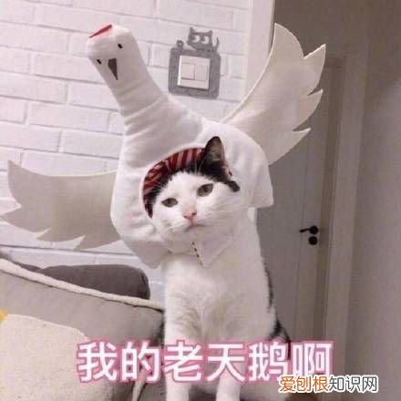 热门搞笑表情包50张 qq搞笑表情图片