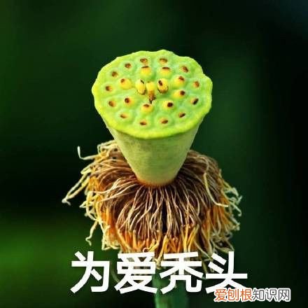 热门搞笑表情包50张 qq搞笑表情图片