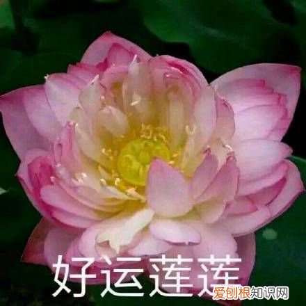 热门搞笑表情包50张 qq搞笑表情图片