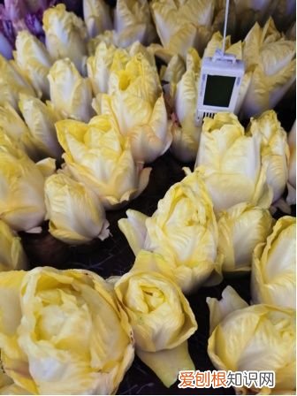 京产芽球菊苣长势正旺 芽球菊苣