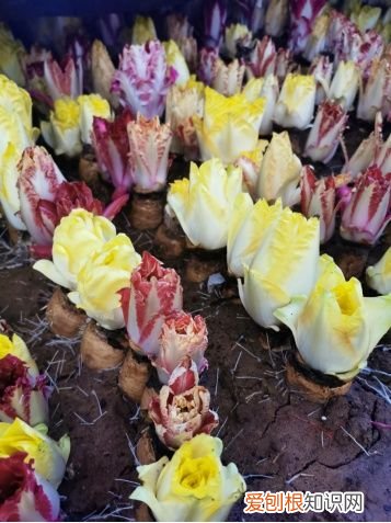 京产芽球菊苣长势正旺 芽球菊苣