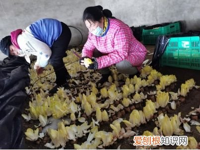 京产芽球菊苣长势正旺 芽球菊苣