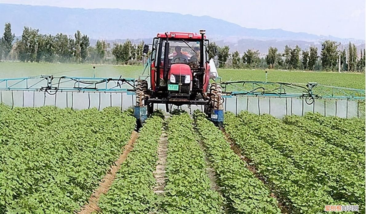 阿维菌素真的这么好用? 阿维菌素乳油