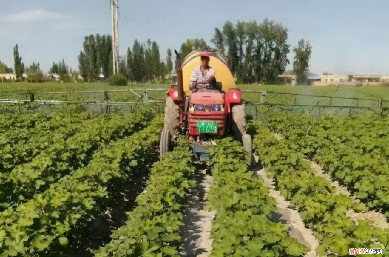 阿维菌素真的这么好用? 阿维菌素乳油