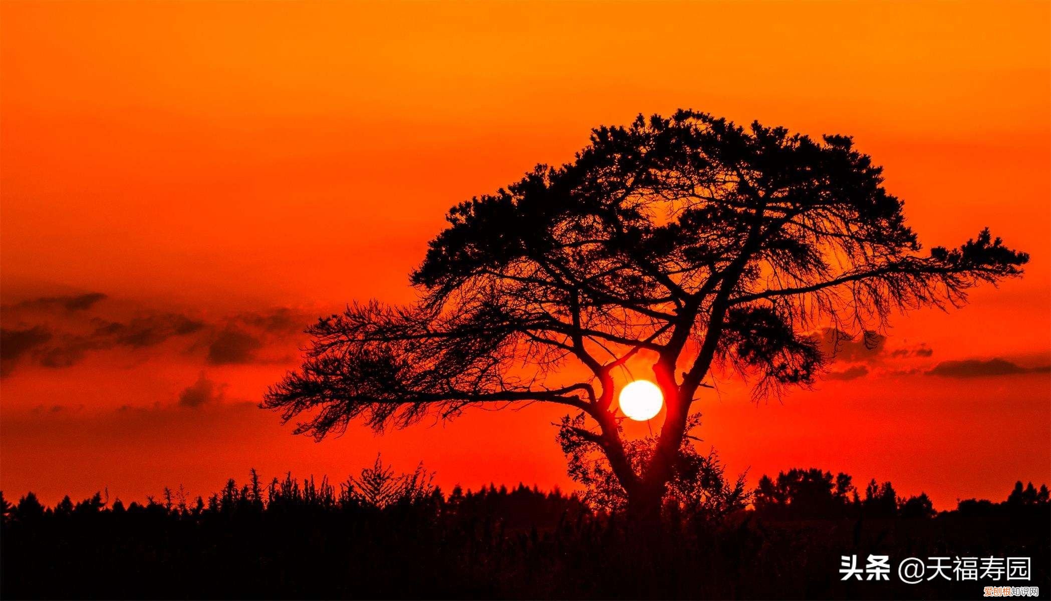 关于讣告你了解多少？ 讣告格式