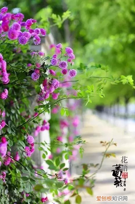 林徽因最美的十首诗，真的很美！ 林徽因的诗