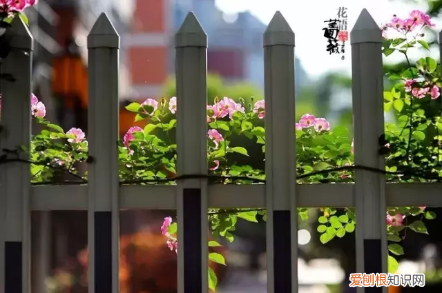 林徽因最美的十首诗，真的很美！ 林徽因的诗