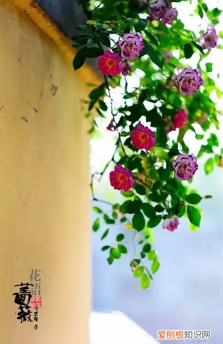 林徽因最美的十首诗,真的很美! 林徽因的诗