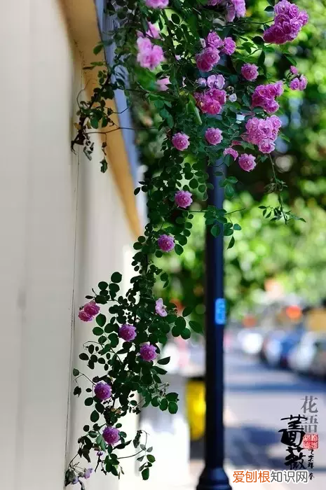 林徽因最美的十首诗，真的很美！ 林徽因的诗