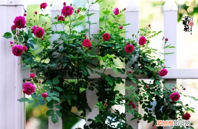 林徽因最美的十首诗，真的很美！ 林徽因的诗