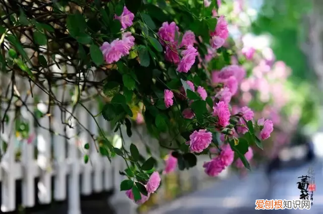 林徽因最美的十首诗,真的很美! 林徽因的诗