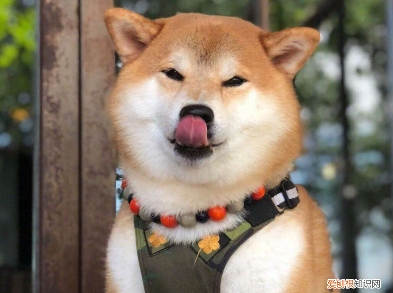 宝路狗粮怎么样 宝路怎么样