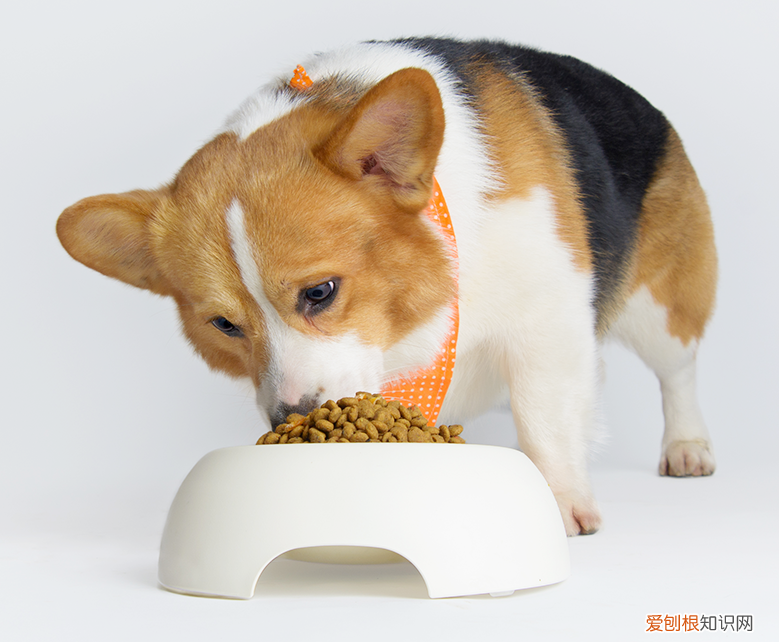 宝路狗粮怎么样 宝路怎么样