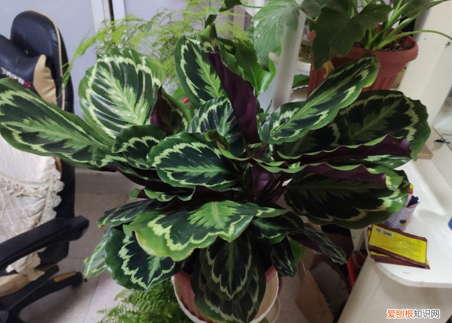 家庭养花并不难 家庭花卉养殖