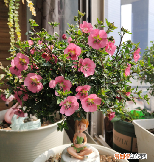 家庭养花并不难 家庭花卉养殖