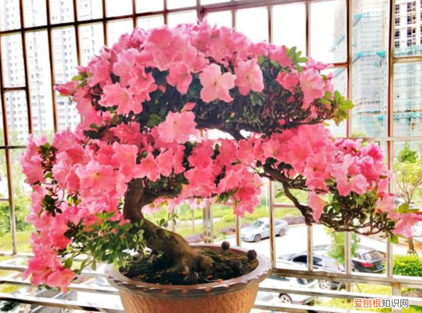 家庭养花并不难 家庭花卉养殖