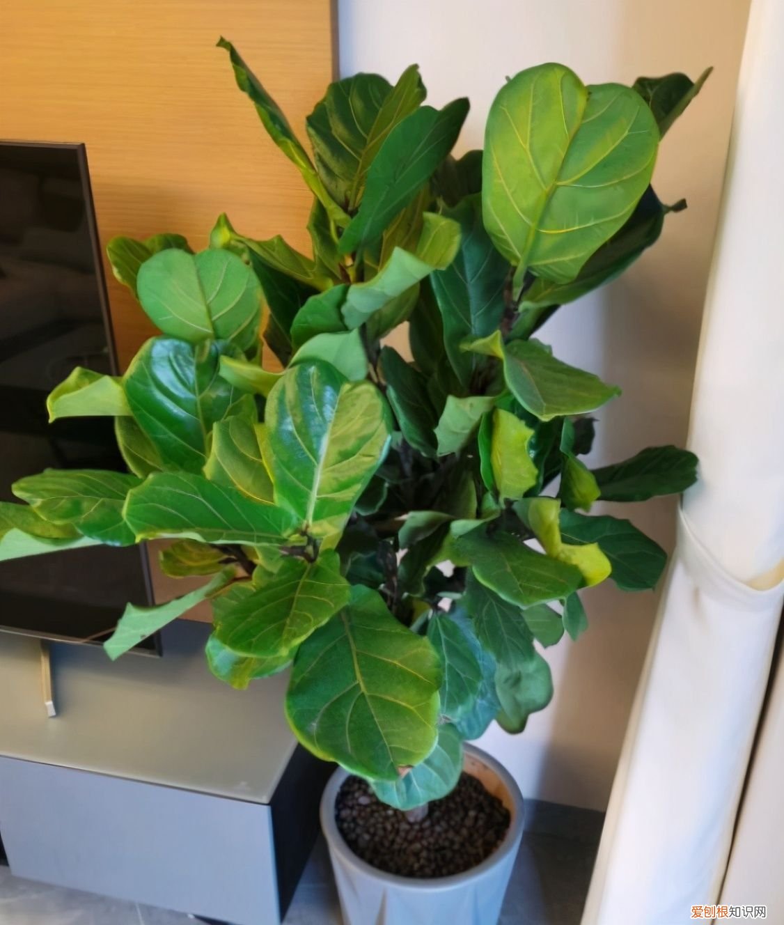 家庭养花并不难 家庭花卉养殖