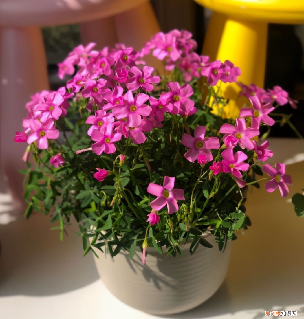 家庭养花并不难 家庭花卉养殖