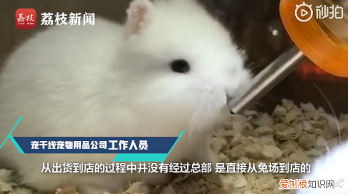 宠物店回应为抬价剪兔耳 宠物店回应为抬价剪兔耳