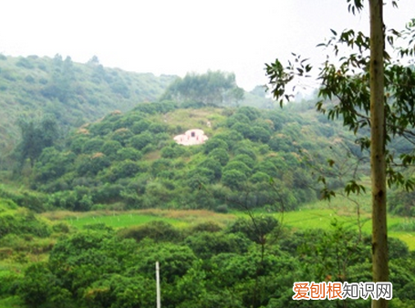 应该如何判别墓地风水 怎么看坟墓风水