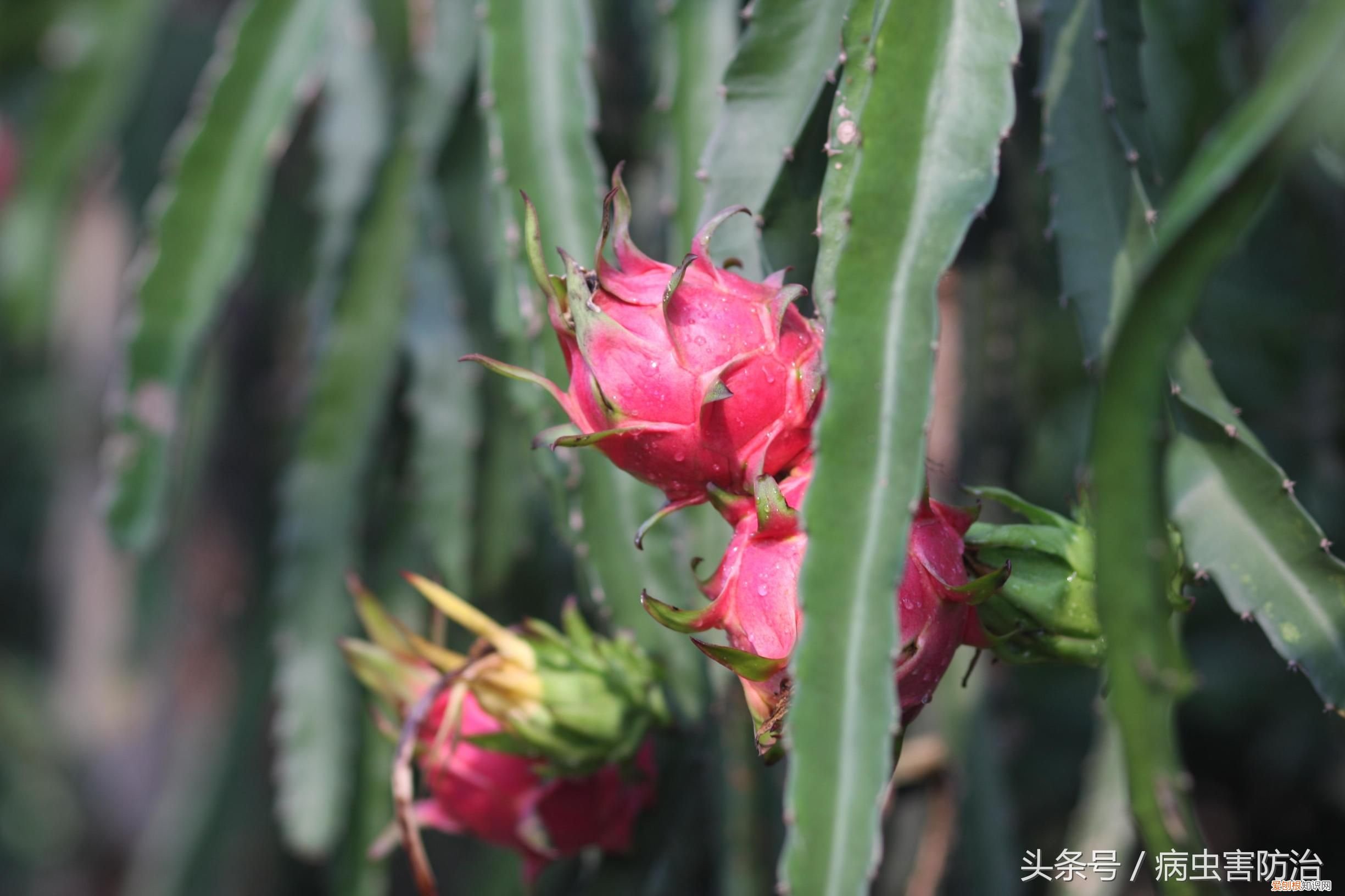 未发病前使用新高脂膜 新高脂膜