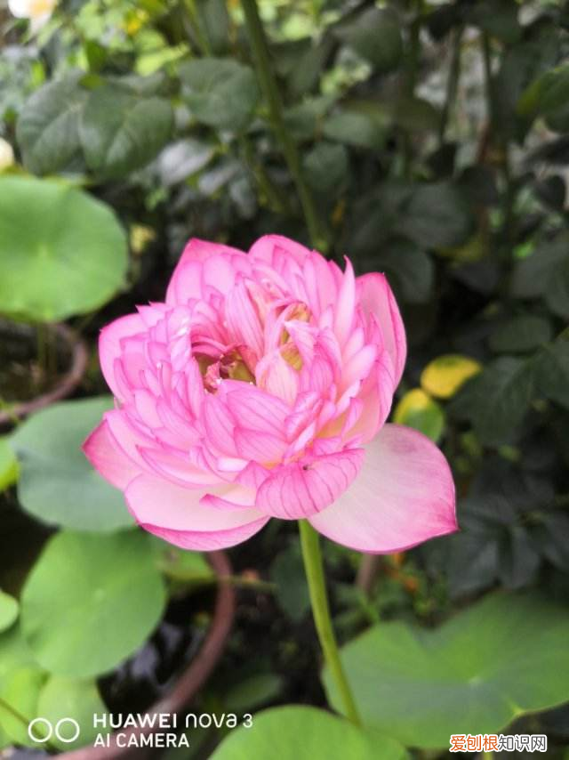 8种夏天常见的花，掌握好要点 夏天的花