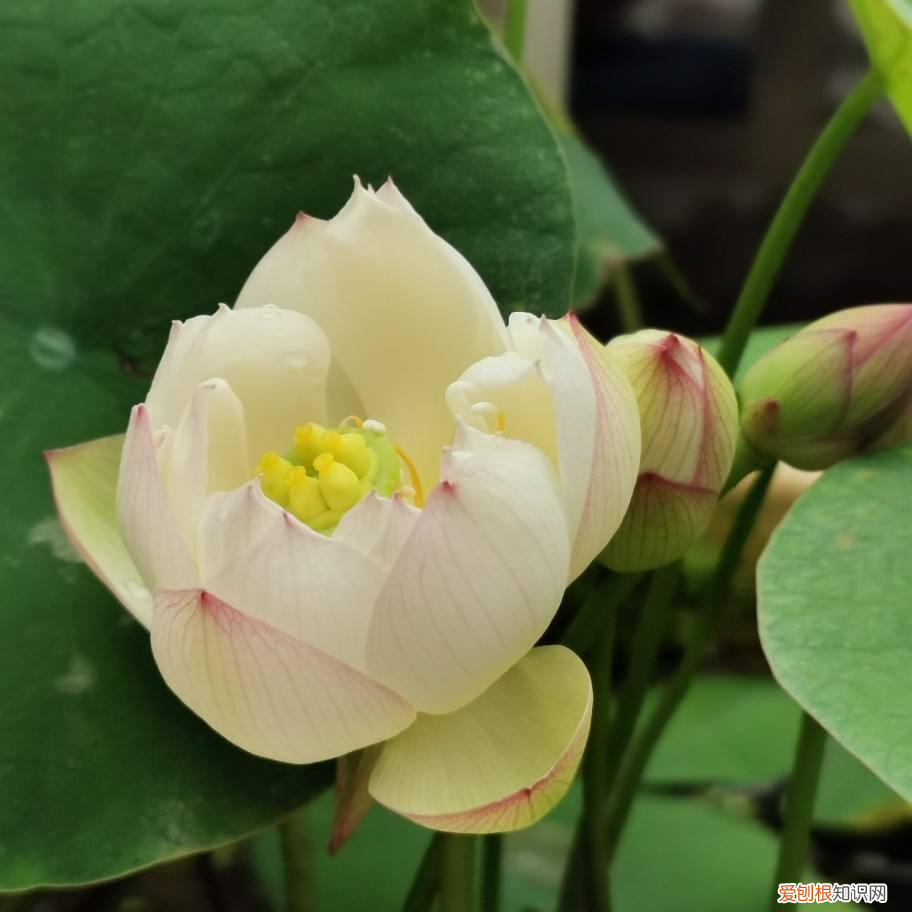 8种夏天常见的花，掌握好要点 夏天的花