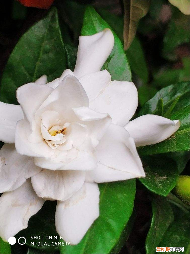 8种夏天常见的花，掌握好要点 夏天的花