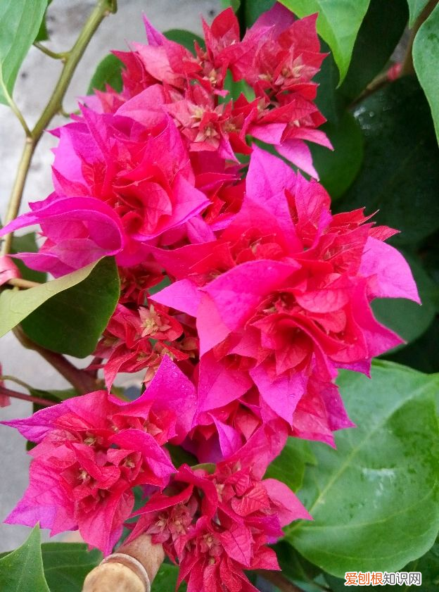 8种夏天常见的花，掌握好要点 夏天的花