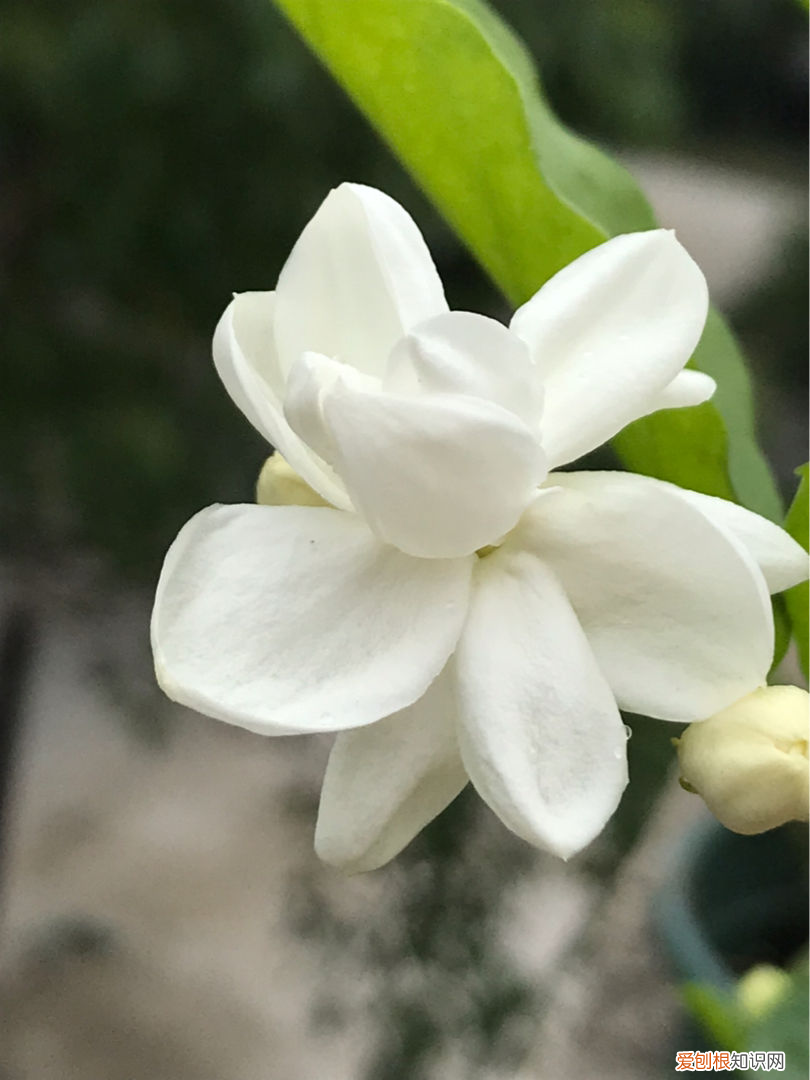 8种夏天常见的花，掌握好要点 夏天的花