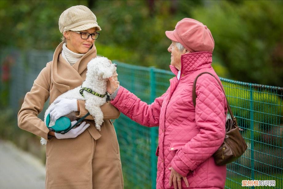 一般在1500-1800元 比熊犬多少钱一只