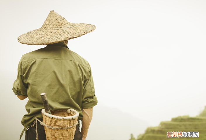 三农指的是哪三农？一般指农村、农业和农民