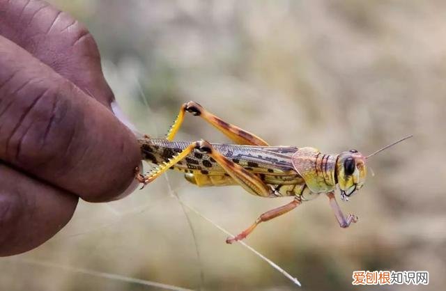沙漠蝗虫有毒吗？可不可以食用 沙漠蝗虫能吃吗