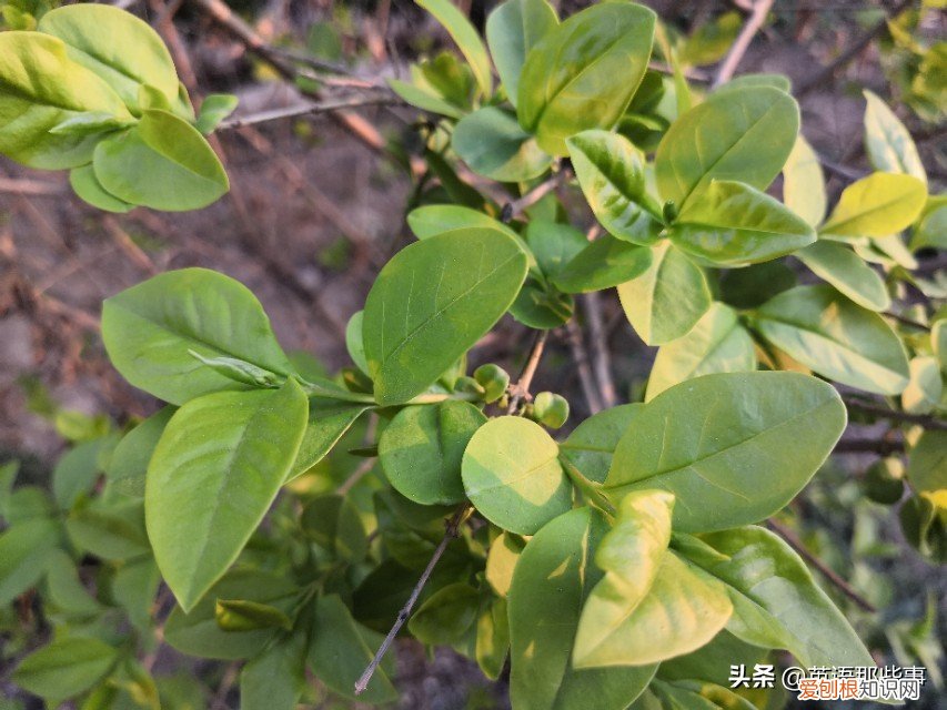 have是什么意思