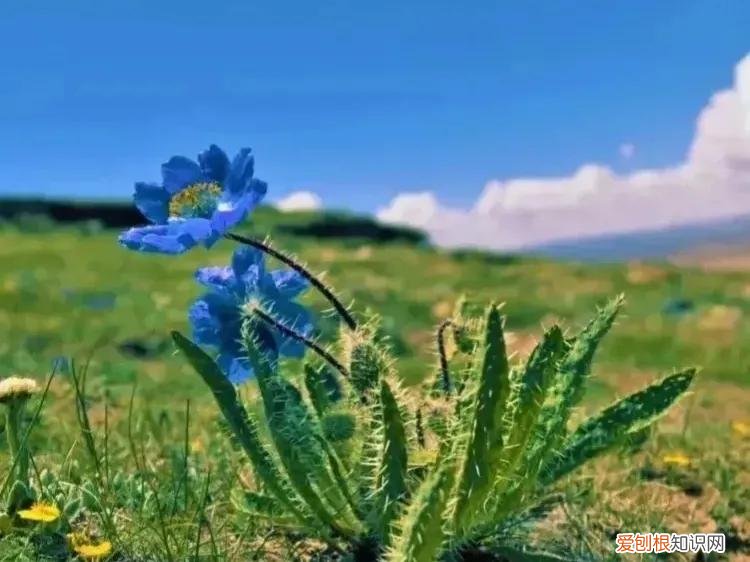 被子植物与裸子植物区别 被子植物有哪些