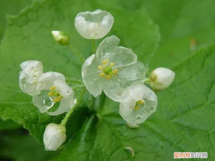 被子植物与裸子植物区别 被子植物有哪些