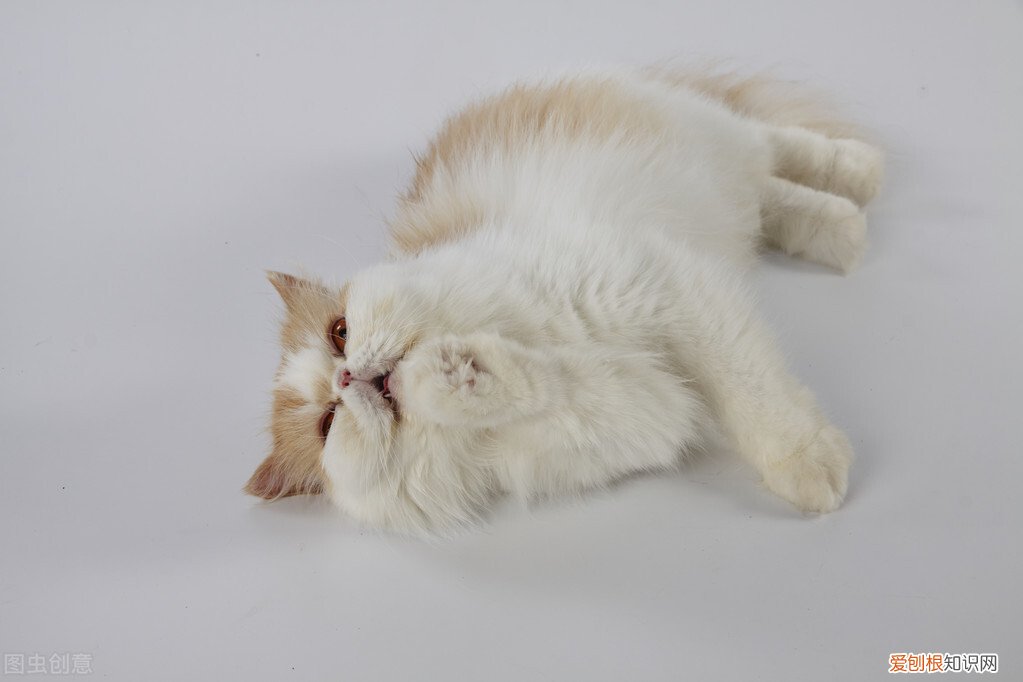 猫薄荷对猫有什么作用？猫薄荷对猫具有神奇致幻作用